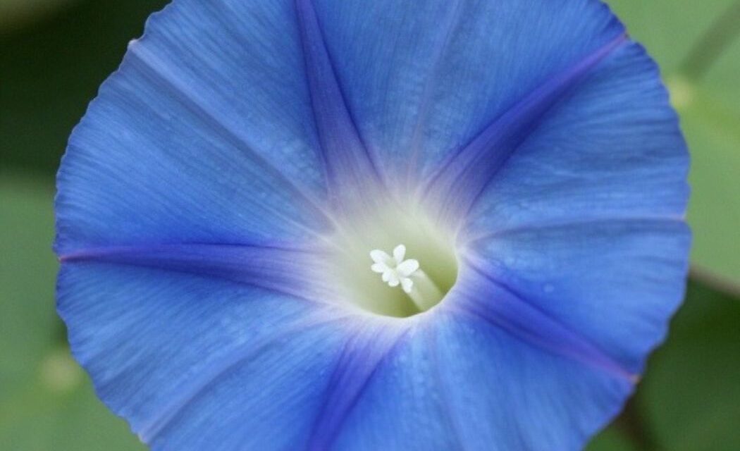 Morning Glory