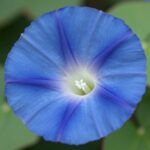 Morning Glory