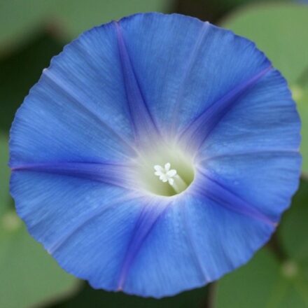 Morning Glory